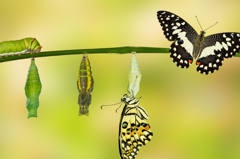 butterfly lifecycle